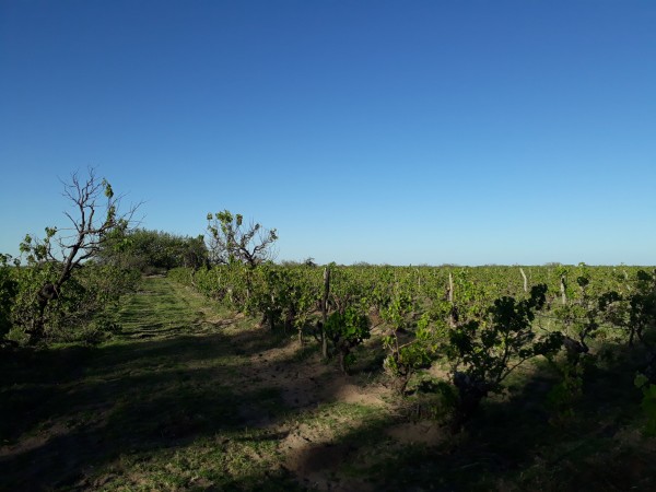 Vendo o Alquilo Finca en el Usillal