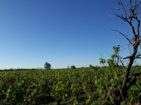 Vendo o Alquilo Finca en el Usillal