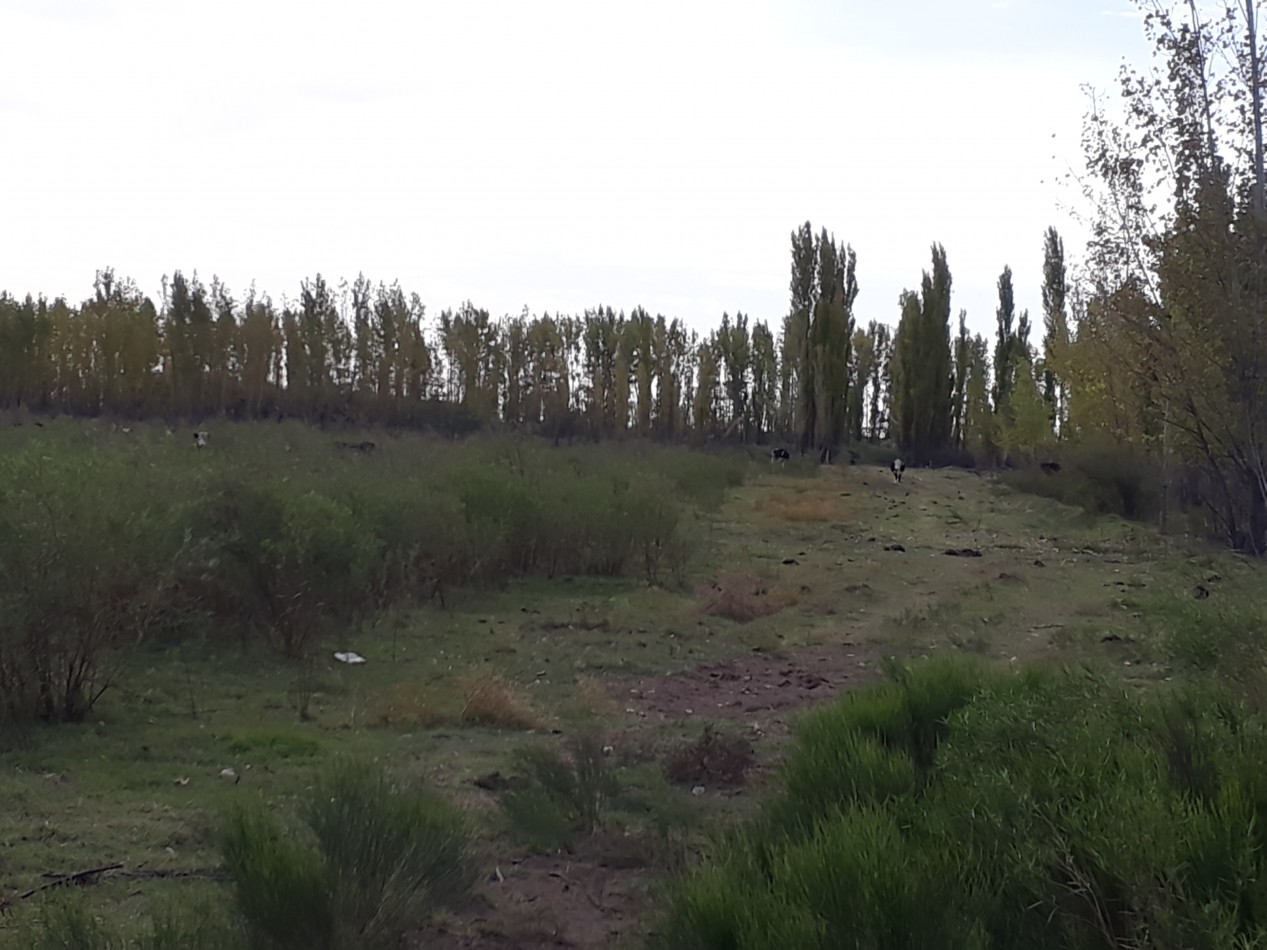 Vendo Finca en El Algarrobal