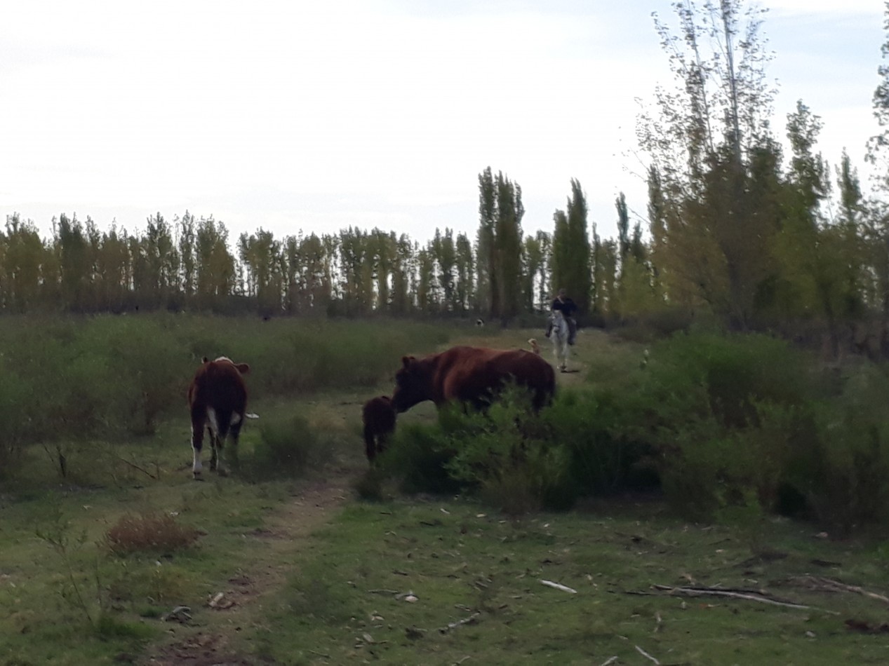 Vendo Finca en El Algarrobal