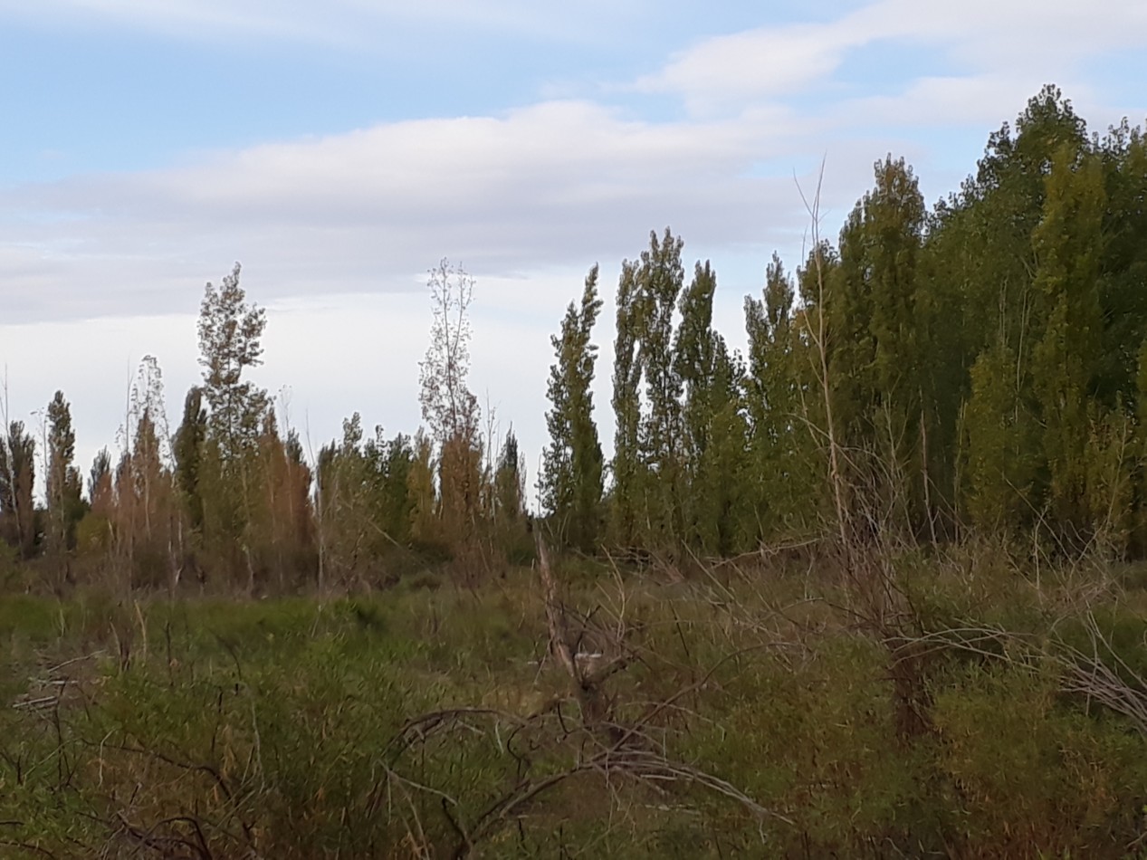 Vendo Finca en El Algarrobal