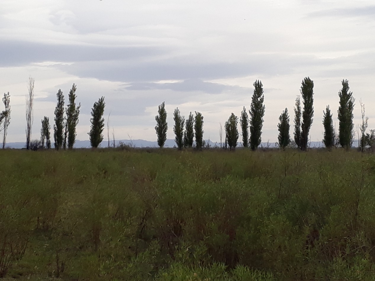 Vendo Finca en El Algarrobal