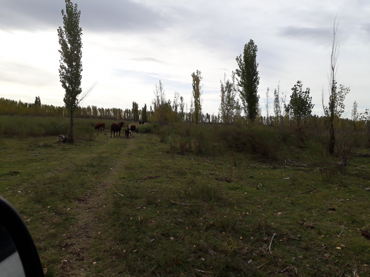 Vendo Finca en El Algarrobal