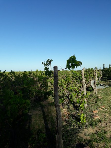 Vendo o Alquilo Finca en el Usillal